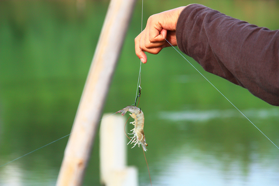 กุ้งเป็น ๆ แอ๊คชั่นดีดดิ้น
ลงไปในน้ำ ก้อไม่มีอยู่เฉย เดินไปมา พาสายมาเกี่ยว มาพันกันอยู่เรื่อยๆ...
