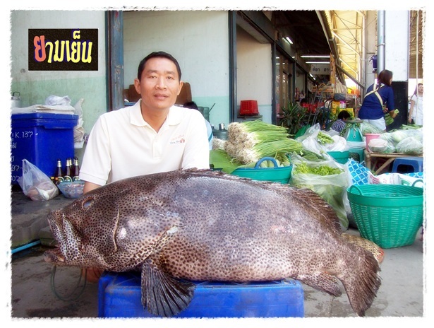 ตัวนี้เพิ่งได้มาวันนี้เองครับ หนักประมาณ 42 กก. 21/11/52 เก๋าจุดดำครับ