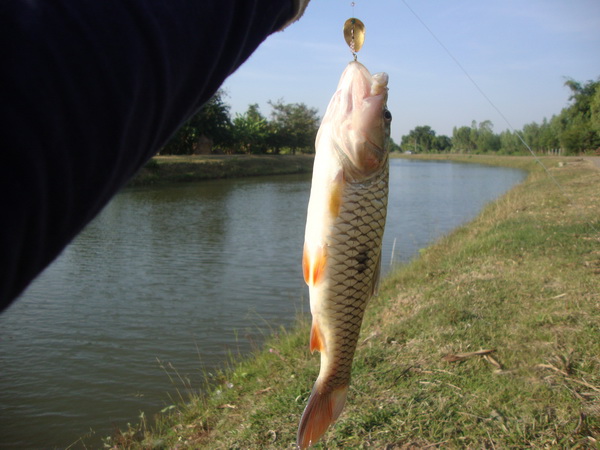 [q][i]อ้างถึง: พงเต๊บ posted: 21-11-2552, 21:43:40[/i]

 [q]กรอส