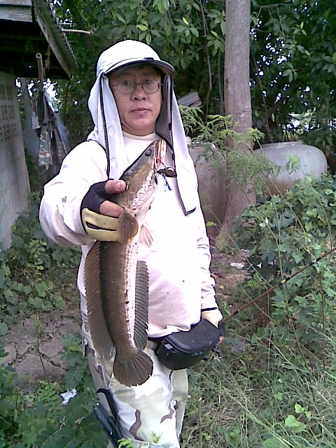ปลาช่อนของน้าทวีอีกตัวครับ  เสียดา