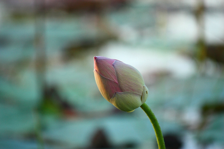 ให้ชื่อหมายนี้ว่า..."หนองบัวตูม" ละกัน... :grin: :grin: :grin: :grin: :grin: