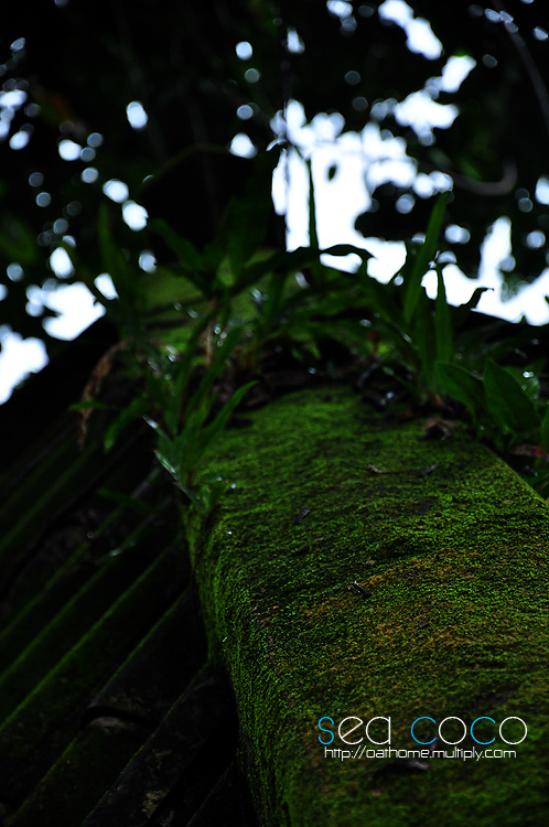 หลังคาสีสวยด้วยเจ้าพวกนี้ครับ....  :cheer: