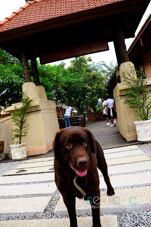 วิ่งตามป้ายมาเรื่อยก็ถึงครับ

le village de napoleon

เค้าลือกันว่าที่นี่พิซซ่าอร่อย ต้องลองครับ