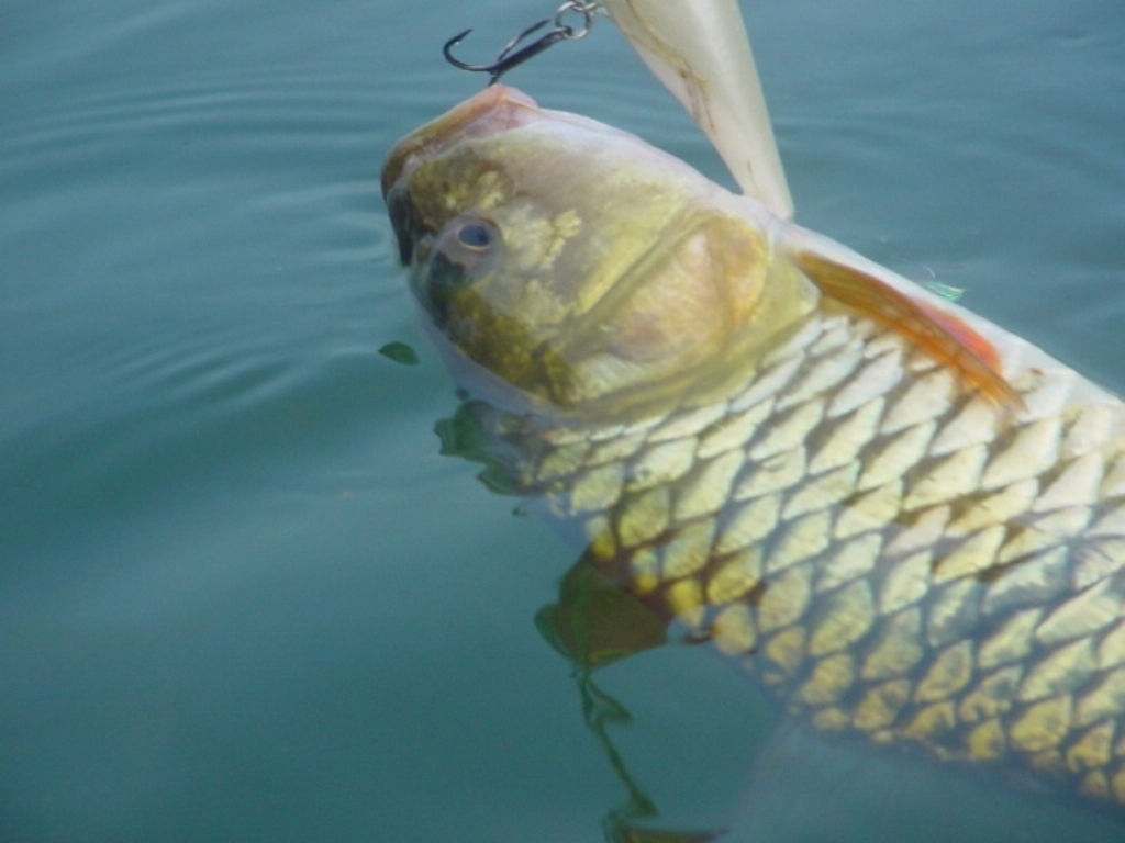 [q][i]อ้างถึง: fishinggoo posted: 26-11-2552, 18:52:37[/i]

+1 อิอิ กำ