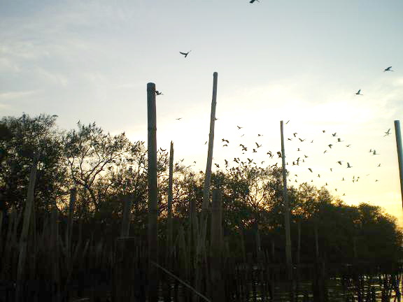 ขอปิดท้ายทริปนี้   ด้วยภาพ  บรรยากาศ  หน้าเกาะนกยามเย็นๆนะคะ


ขอเชิญเพื่อนๆพี่ป้าน้าอา    พาครอบ