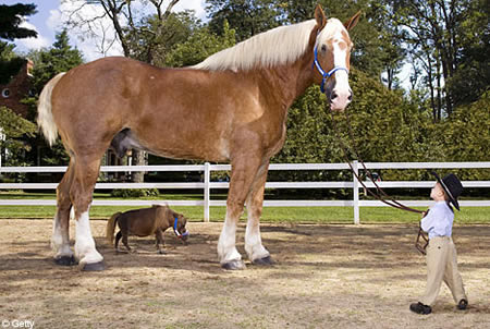 2. ม้าที่ตัวใหญ่ที่สุดในโลก

ม้าตัวนี้ชื่อRadarเป็นม้าพันธุ์เบลเยี่ยม ถือเป็นม้าที่ยังมีชีวิตอยู่ท