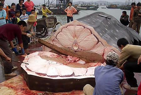 9. ฉลามที่มีขนาดใหญ่ที่สุดในโลก เท่าที่เคยจับได้

ฉลามวาฬยักษ์ตัวนี้ถูกจับได้ริมชายฝั่งของประเทศจี