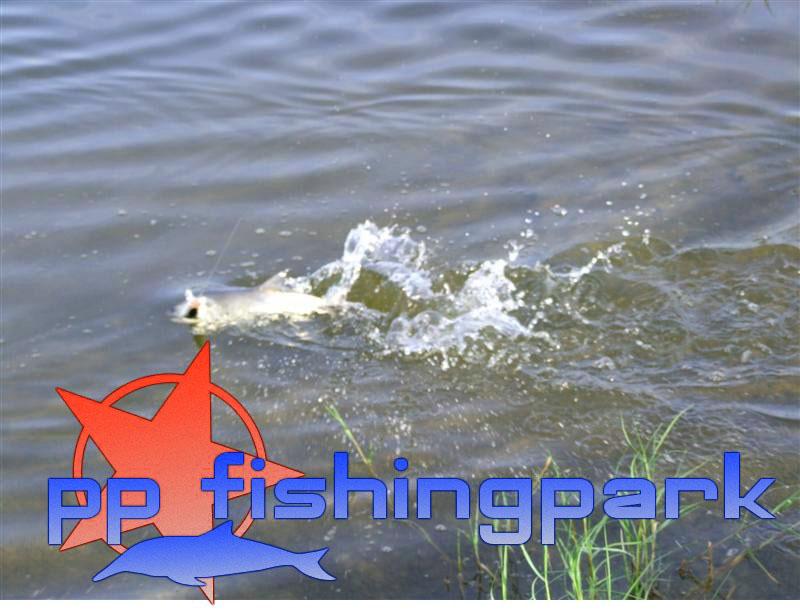  [url='http://www.siamfishing.com/content/view.php?id=1871&cat=info']http://www.siamfishing.com/co