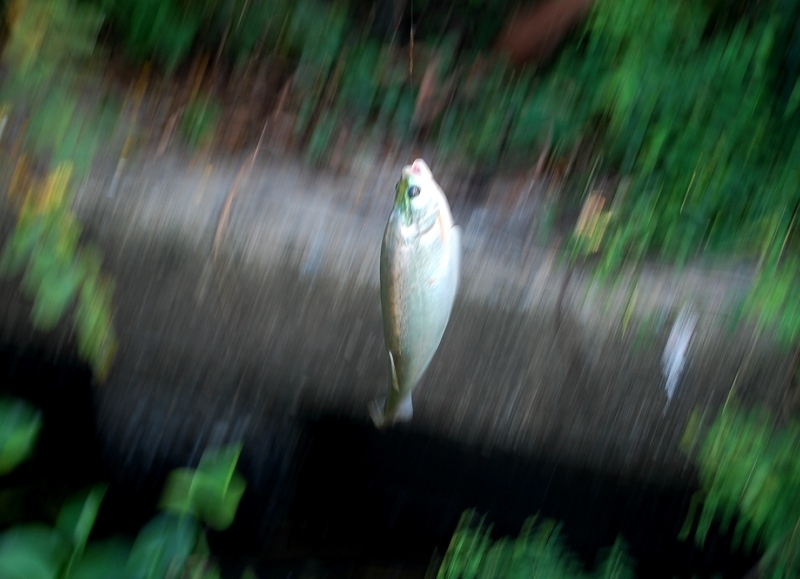 [q][i]อ้างถึง: เสือเบ็น posted: 02-12-2552, 12:08:43[/i]

ตาม