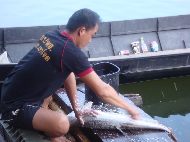 หลังจากที่ได้ปลาใหญ่มาสองแล้ว.... :love:
โชคเจ้าของแพก็จัดการทำปลา ตามคำร้องขอของชาวคณะ :umh:
ปลาก