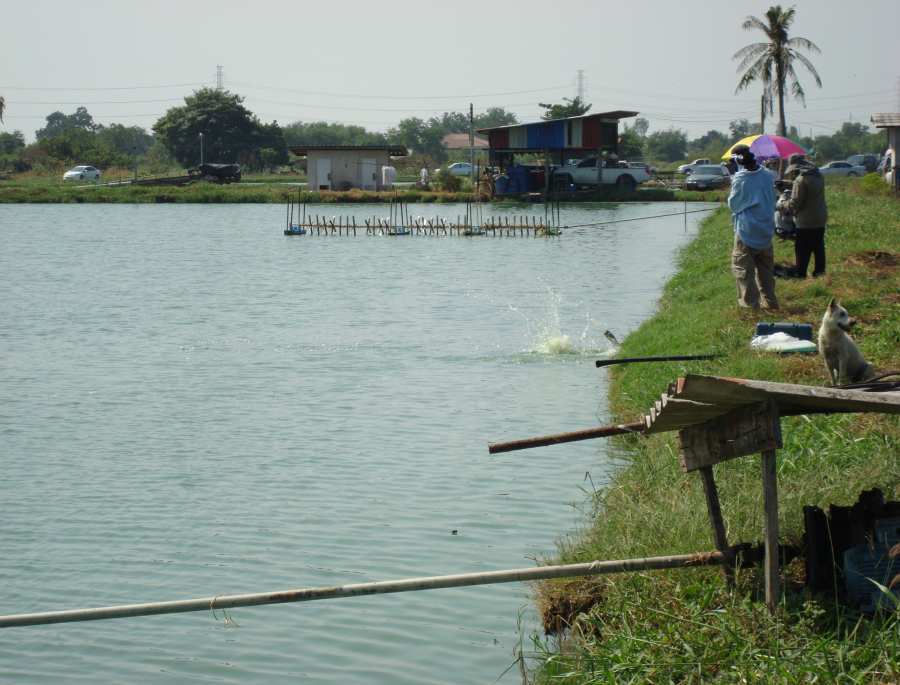 งานเข้ากันทั่วบ่อเลย  :grin: :grin: :grin: :grin: :grin: :grin: :grin: :grin: :grin: :grin: