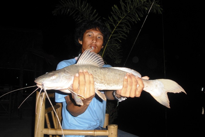 ลูกผสมไทเก้อร์กับเรดเทลครับ :grin: