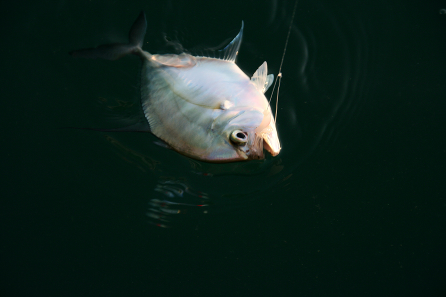 ไฮไลท์ของพวกเรือ ในทริปนี้ ครับ  :blush: :laughing: