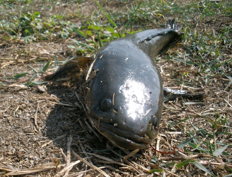 พี่หลีด....พี่หลีด     ปลาช่อนหรือThis is a  snakehead fish รู้จักป่าว :grin: :grin: