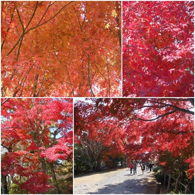 ไหนๆ ทริปนี้...พามาเที่ยวแล้ว...จัดใบไม้สีแดงสวยๆให้ชมกันอีกรอบจ้า..... :love: :love:

-----------