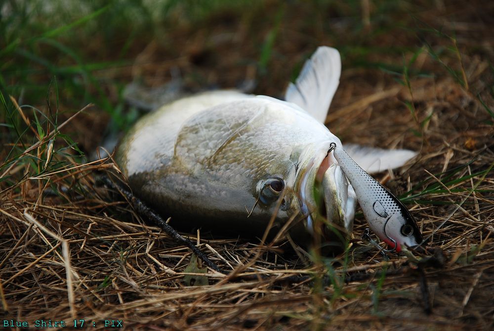 ตรูว่ายน้ำอยู่ดีๆทามมายมานอนตรงนี้ได้หว่า :laughing: :laughing: :laughing: :laughing:
