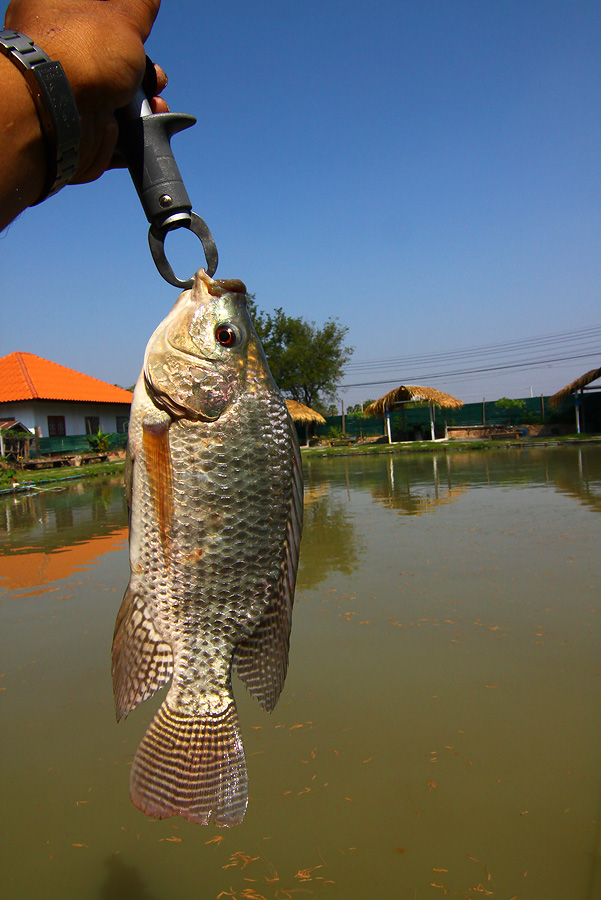 ขอเก็บภาพไว้แทนละกัน วันนี้ตกแบบ catch & release ครับ  :laughing: