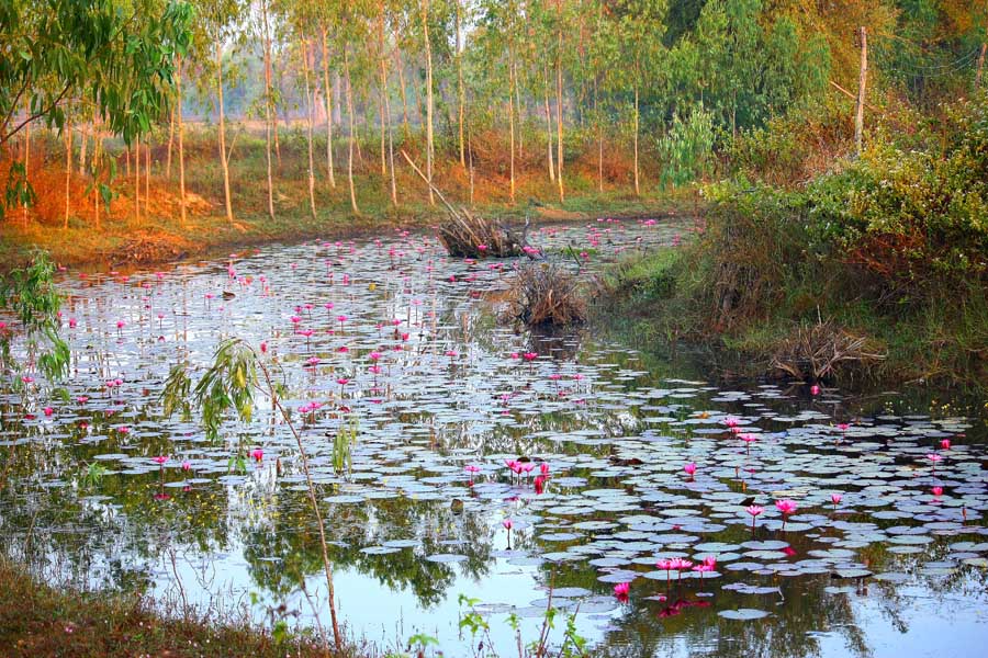 นี่เลยครับหมาย...สวยเพราะมาเช้า...บัวครับบัว...หนองบัวบาน อ.กุดชุม จ.ยโสธร ห่างจากเมืองยโสมา 28 กม. 