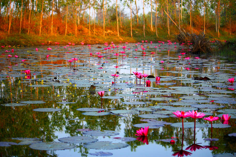 สภาพหมายครับ...บัวแดง ๆ กับแสงแดดยามเช้า..... :cheer: :cheer: :cheer: