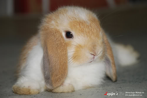 [q][i]อ้างถึง: tom_my111 posted: 14-12-2552, 21:52:21[/i]

เก็บข้าวของเรียบร้อย ยังไม่รู้จะทำอะไรด