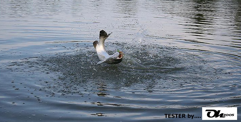 oO TESTER  DUEL&MOBY @ คลองสวน OO