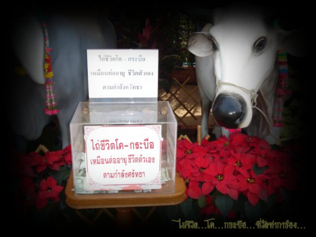 ใกล้ปีใหม่แล้ว....มาไถ่ชิวิตสัตว์ใหญ่กันครับ..... :grin: :grin: :grin: