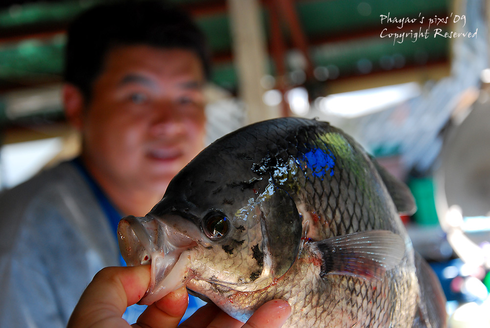 

ปลาแรดก็มี   อุ้ย!!   พูดแล้วยังมันส์อยู่เลย    มันส์ตั้งแต่อยู่แพ ยังไม่ได้ออกเรือตีปลาเลย    :