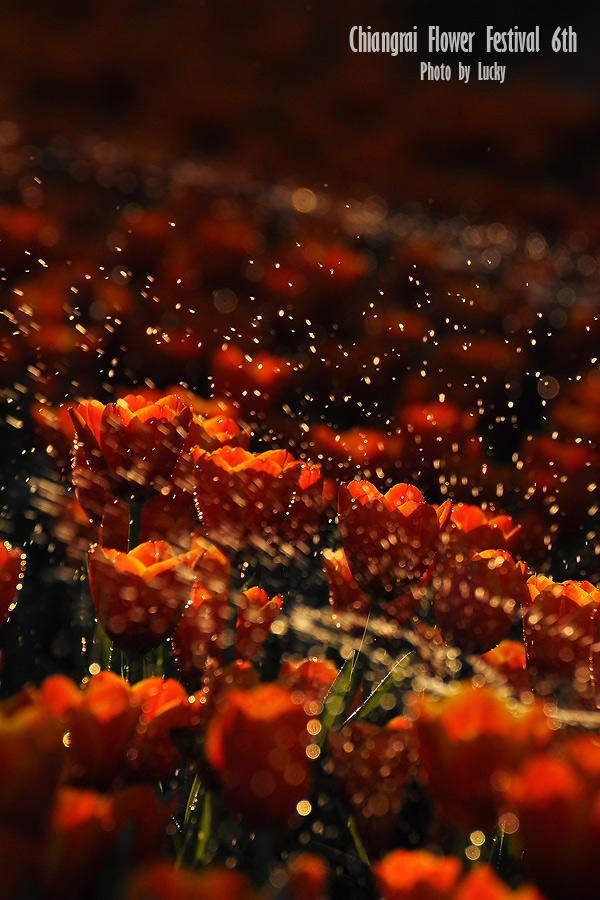 รูปเยอะกว่าเจ้าของอีกค่ะ :cheer: :cheer: :cheer: