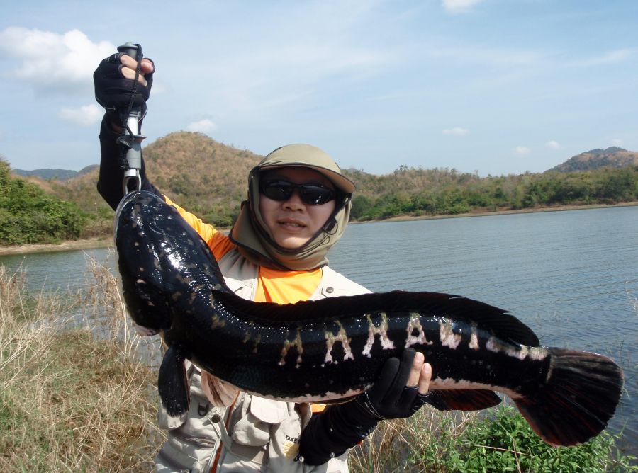 ชะโดใหญ่ต้อนรับปีใหม่ ณ แก่งกระจานครับ