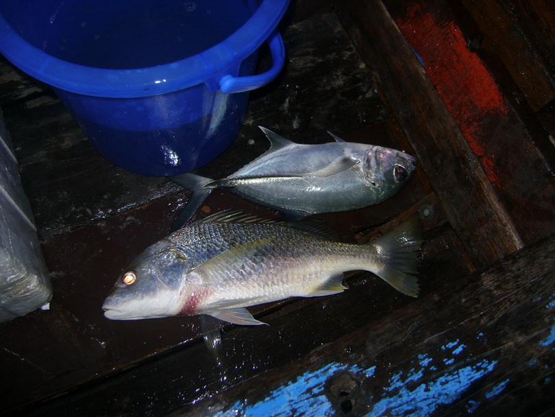 เทียบกัน ระหว่าง ปลากินเหยื่อสดกับปลากินเหยื่อจิ๊ก  ปรากฎว่า เหยื่อสดใหญ่กว่า 5555555555
คืนนี้ พวก
