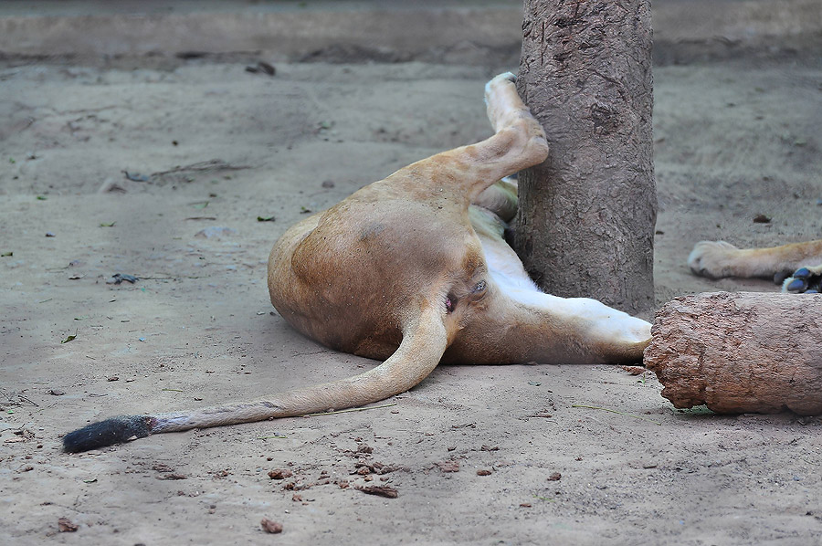 กร๊ากกกกกกกกกกกก.............ที่แท้นอนผึงริดสีดวงอยู่นี่เอง :laughing: :laughing: :laughing: :laughi