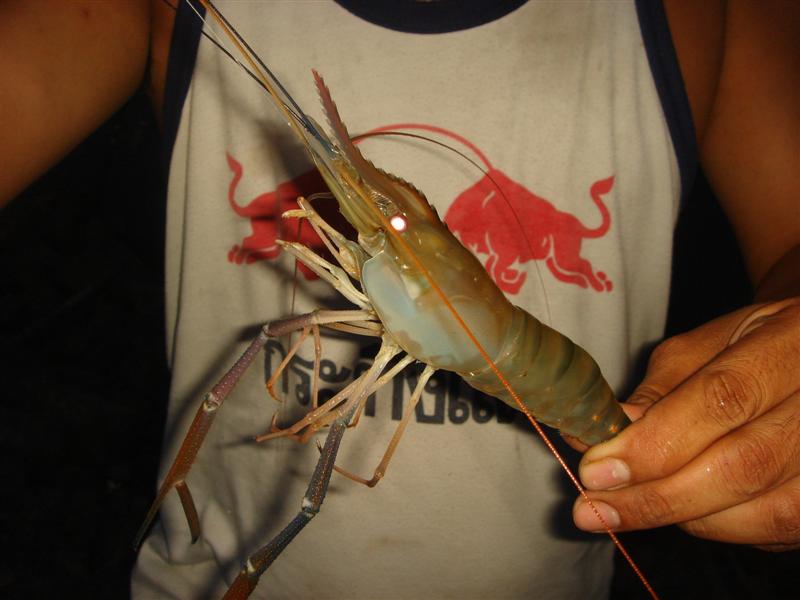 กุ้งตัวแบบนี้ ย่างหรือต้มยำ กินอร่