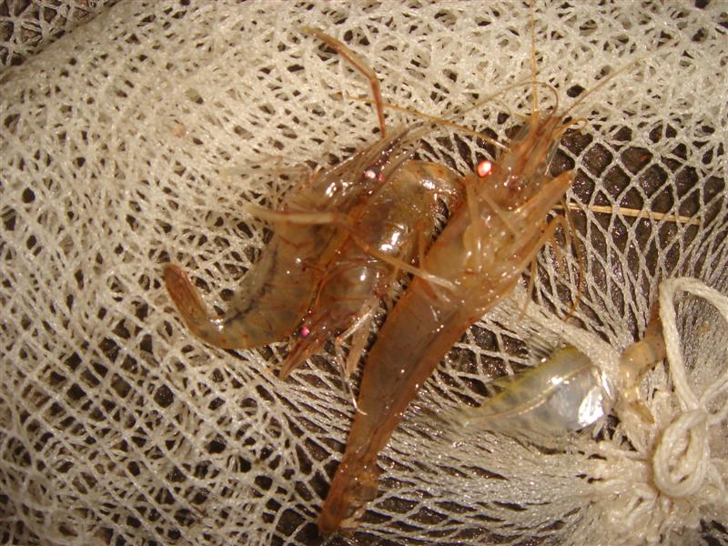 กุ้งที่นี่กินเหยื่อไม่ค่อยเลือกครับ ใส้เดือนหรือกุ้งฝอยก็ใช้ได้ กุ้งฝอยเอาสวิงไปหาช้อนเอาเลยครับ เยอ