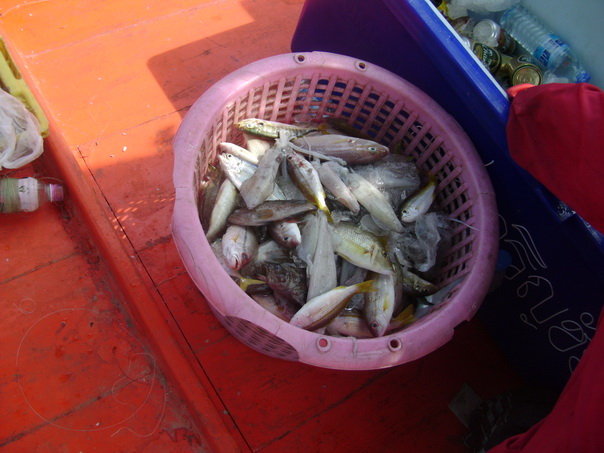 ปลาเล็กปลาน้อยอีก1ตระกร้า