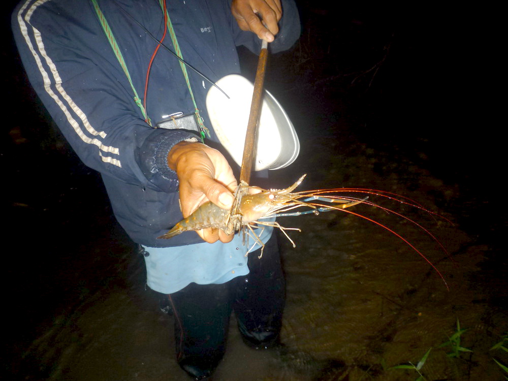 แล้ว น้องหมานก็ทิ่ม มาได้อีกตัว "กุ้งตัวถ่าวๆ"

กุ้งธรรมชาติ เนื้อแน่นมากๆ  ขอบอกแบบ เอามือ ป้อง
