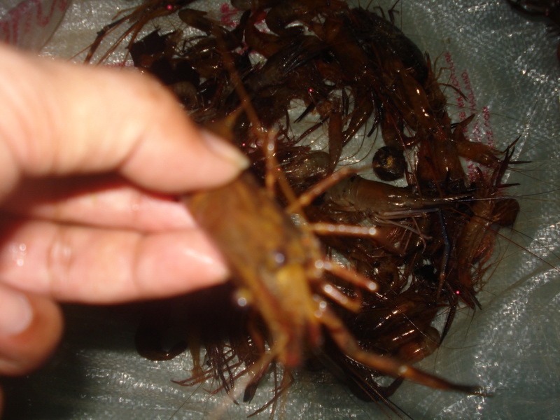 โดยสถิติ ที่พวกเราเคยไปหากุ้ง.

..คลองบ้านบากัน ตำบลอ่าวลึกน้อย นี้กุ้งธรรมชาติ..ยังสมบูรณ์พอสมควร