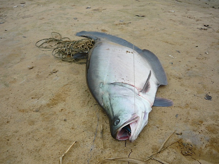 มิดเหมือนเดิมครับ  :laughing: :laughing: