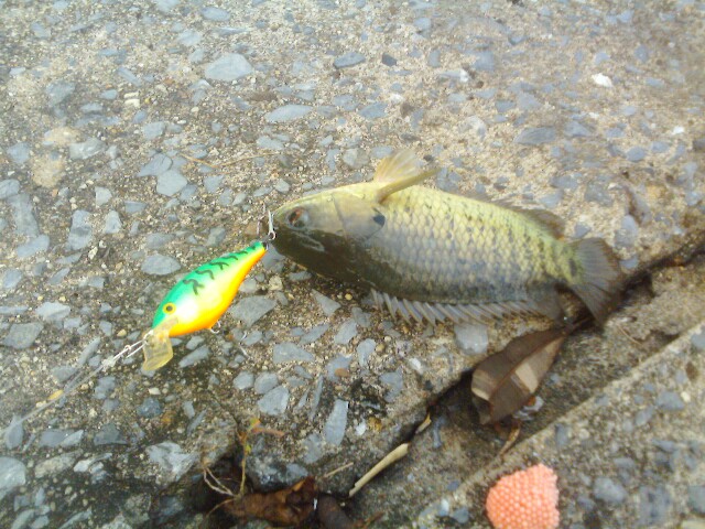 ปลาช่อนขังวันนี้ชอบสีเขียว     