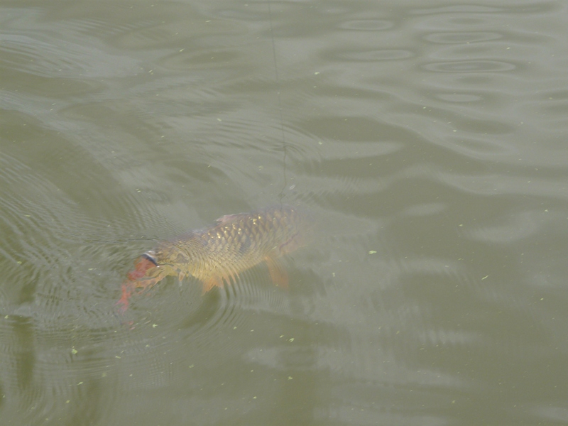 ใหญ่เหมือนกันนะ