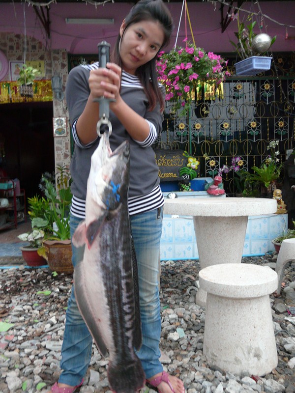 เอาตัวมาโชว์