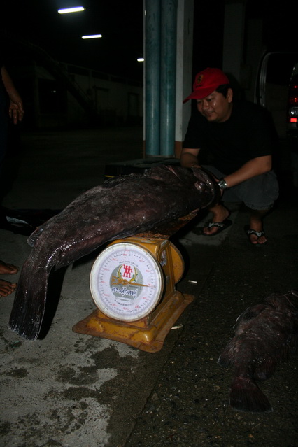 เก๋าถ่านตัวนี้สิบแปดโลครับ อีกตัวส