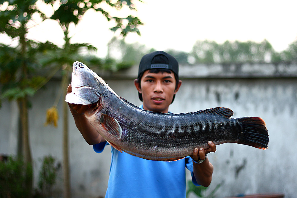 สุดท้ายก็มาเอาปลาตัวที่ตกได้เมื่อเช้ามาถ่ายรูปซะ เลยเป็นที่มาของหัวเรื่อง ปลายืม ครับ
 :laughing: :