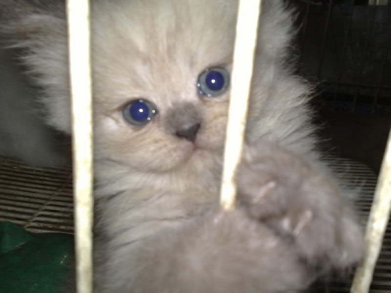ดูใว้ๆ  :grin: :grin: :grin:

ขอเป็นข้าวผัดแหนมก