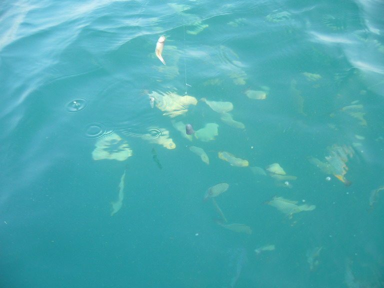 มองไปข้างเรือฝูงสลิดหินยังว่ายมาอ