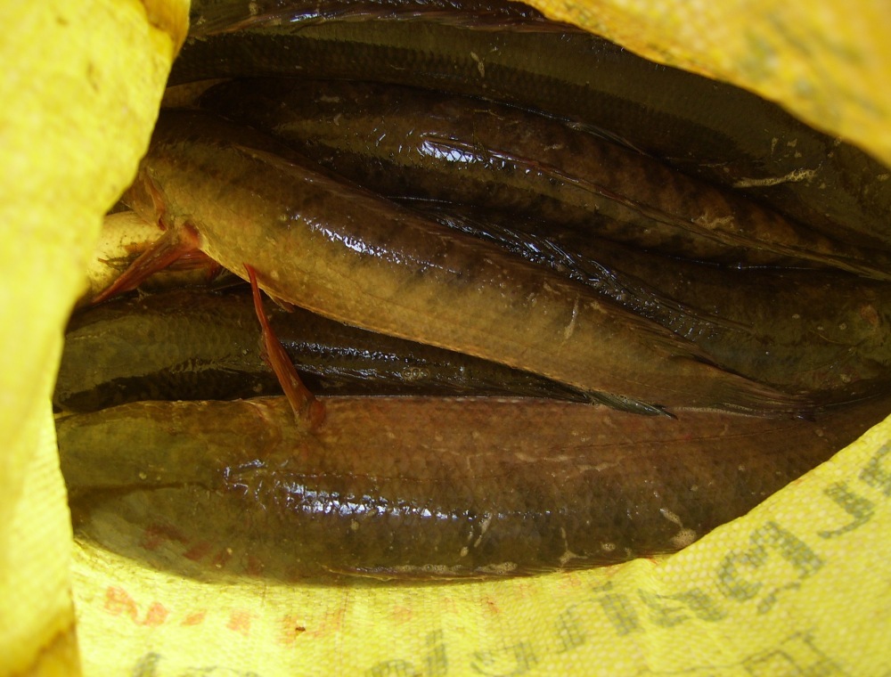 กระสอบแรกกก


น้าจั่วน้อยยย   นำโด่งครับทั้งสกอร์และbig fish :cheer: :cheer: :cheer: :cheer: :che