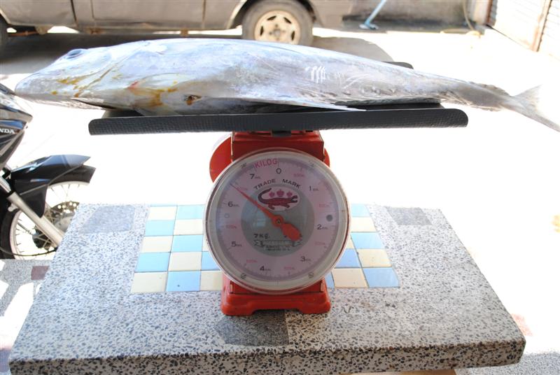 ออ.. ลืมไป .. ปลาที่ได้ ชั่ง จดสถิติแล้ว ที่ร้าน พี่หมู โอเชี่ยน สปอร์ท...  น้ำหนัก 6.4 Kg   ครับ :c