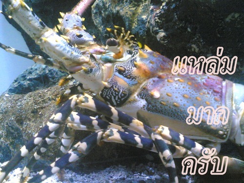 สุดยอด จริงๆครับ นับถือ เรื่องของคว