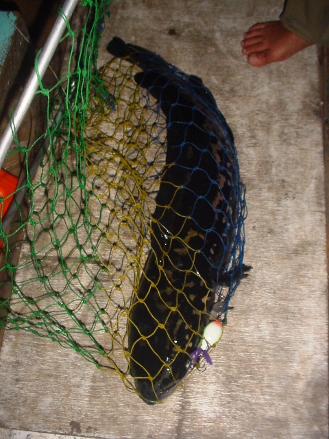 ขึ้นมาบนเรือ เบ็ดหลุดออกจากปากเลย 