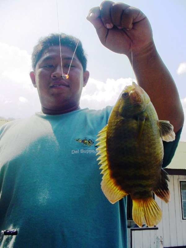 ดูตัวสิคร๊าบบบบบบบบบบบบบบบบบบ ปลาตะกรับ ใหญ่ดีจังเลยครับ


[q][i]อ้างถึง: fishingjoke posted: 05-
