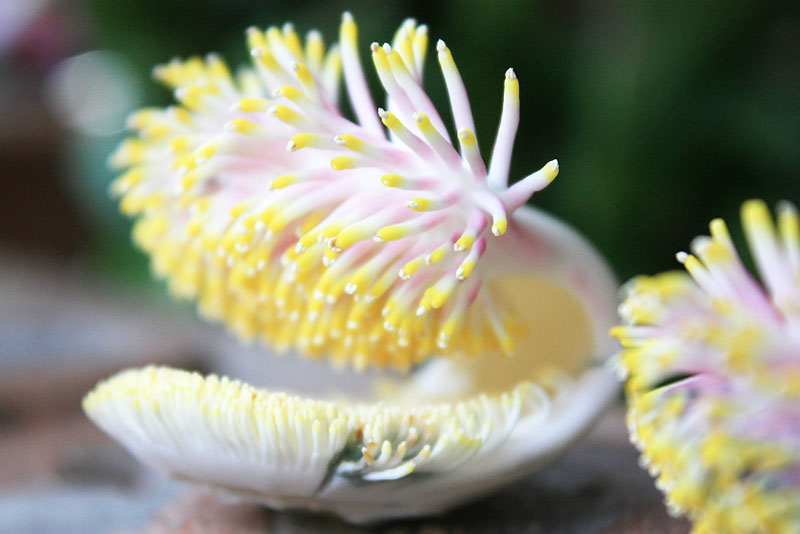ดอกอะไรเอ่ย?? :grin: